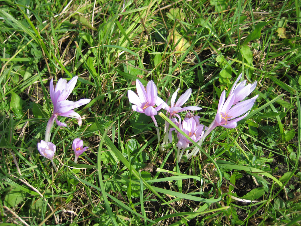 Alpine Crocus